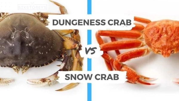 Dungeness Crab vs Snow Crab [See Who Takes Gold in 2023]