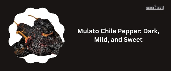 Mulato Chile Pepper - Best Poblano Pepper Substitute