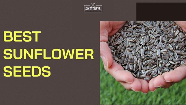 Best Sunflower Seeds in [cy]