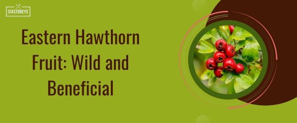 Eastern Hawthorn Fruit - Fruit That Start With E