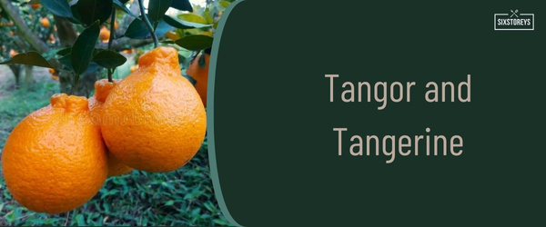 Tangor and Tangerine