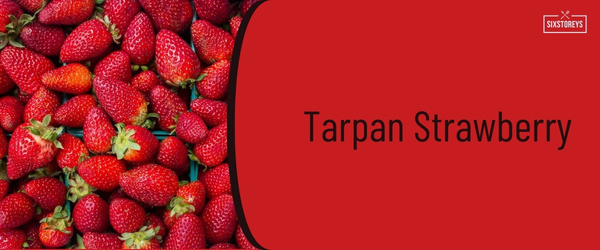 Tarpan Strawberry