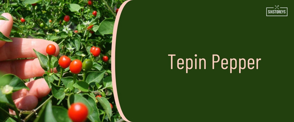 Tepin Pepper