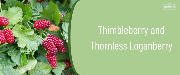 Thimbleberry and Thornless Loganberry