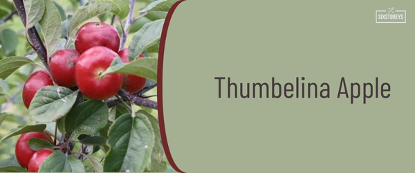 Thumbelina Apple