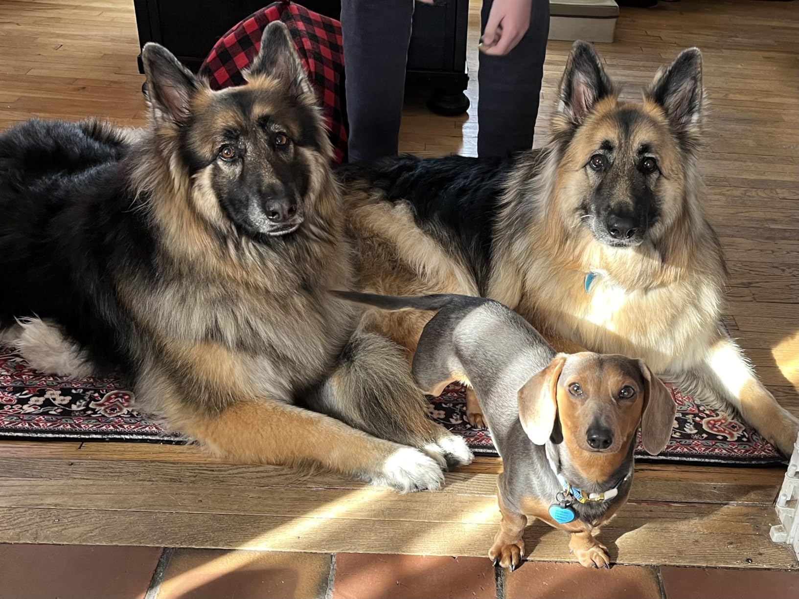 AIRROBO Dog Grooming Vacuum Kit,12000Pa Strong Pet Vacuum for Shedding,Grooming Hai,Quiet,PG100,2L Large Capacity Customer Review AIRROBO Dog Grooming Vacuum Kit,12000Pa Strong Pet Vacuum for Shedding,Grooming Hai,Quiet,PG100,2L Large Capacity - Customer Photo 1