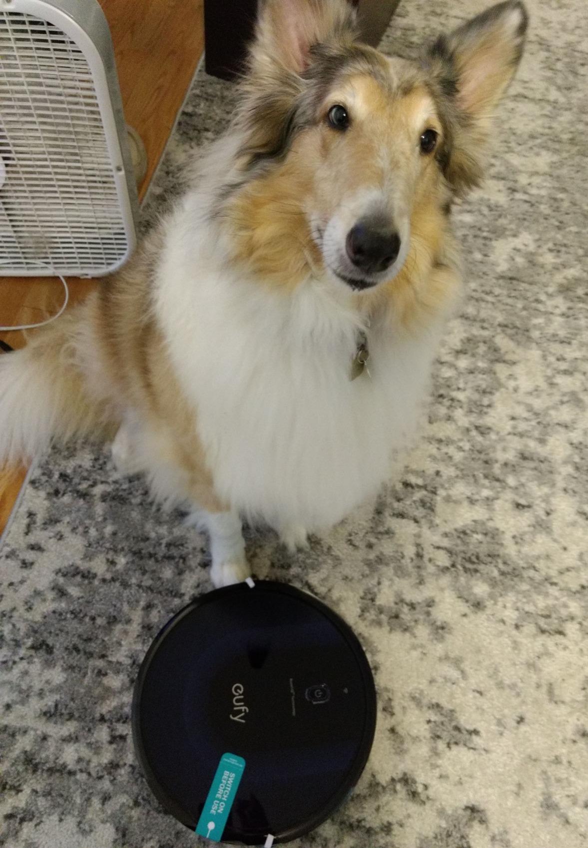 L60 Robot Vacuum with Self Empty Station, Hair Detangling Technology, Up to 60 Days Hands Free Cleaning, 5,000 Pa Suction, Remove Hair, Dust customer photo 2