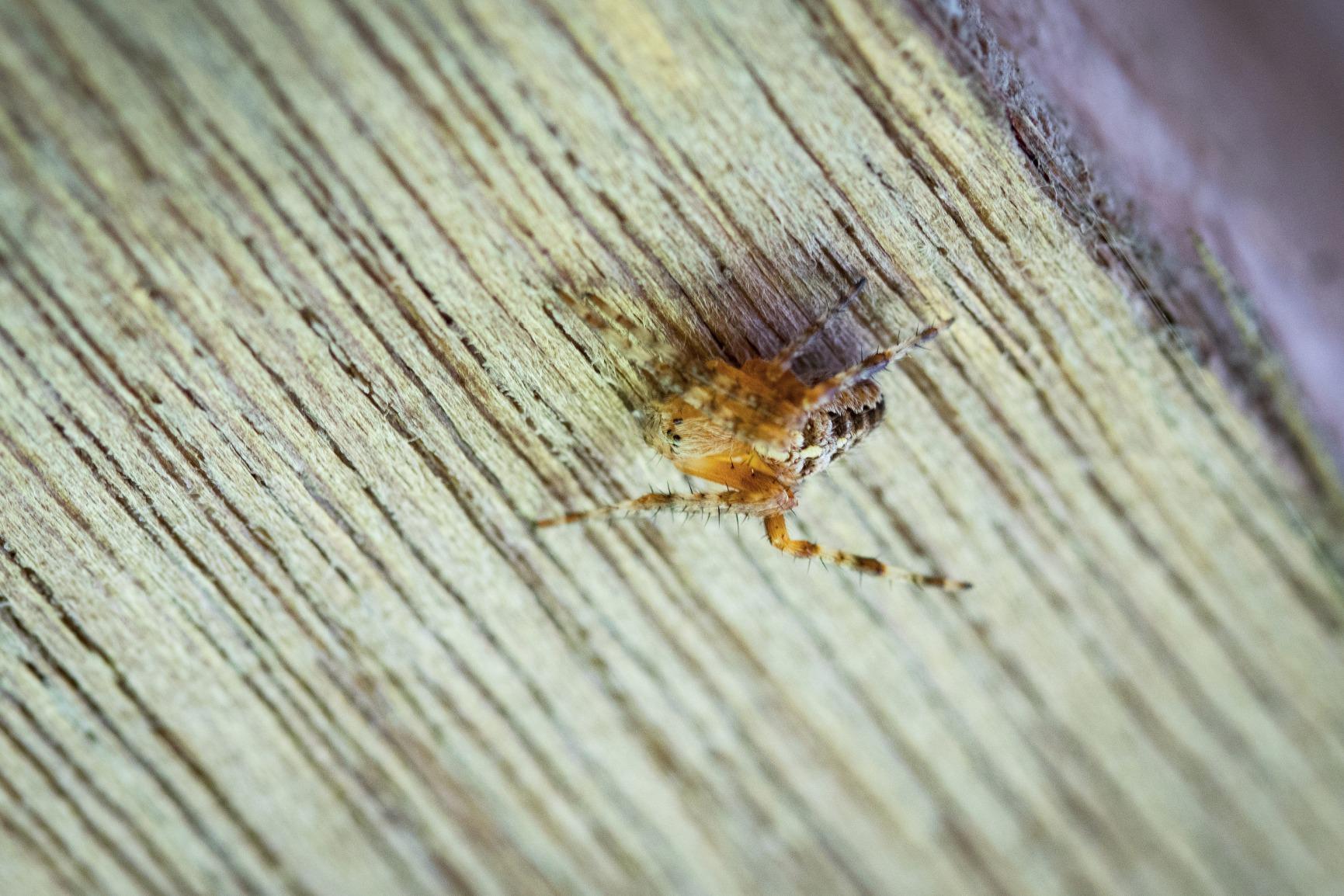 Canon 60mm f2.8 Macro EF-S USM Lens Customer Review Canon 60mm f2.8 Macro EF-S USM Lens - Customer Photo 1