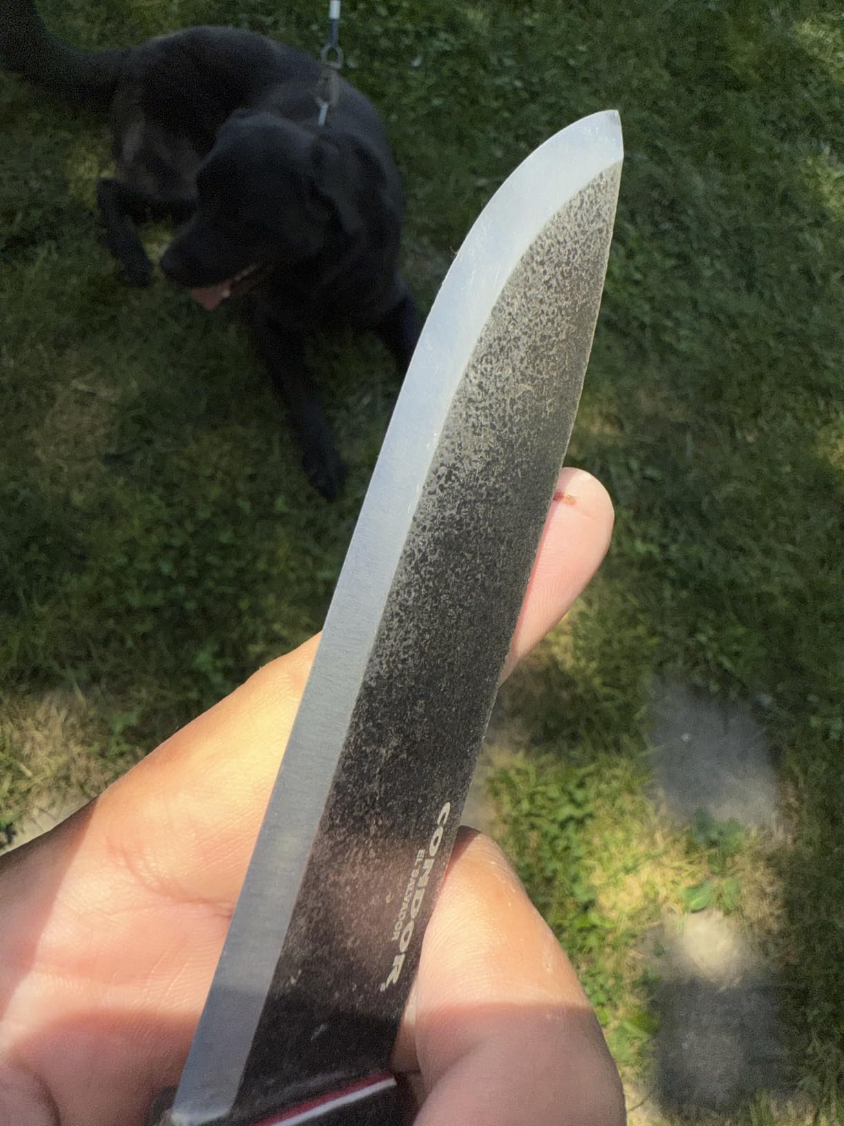 Condor Bushlore Knife - Bushcraft Knife - 1075 High Carbon Steel - Walnut Handle - Scandi Grind - Customer Photo 1