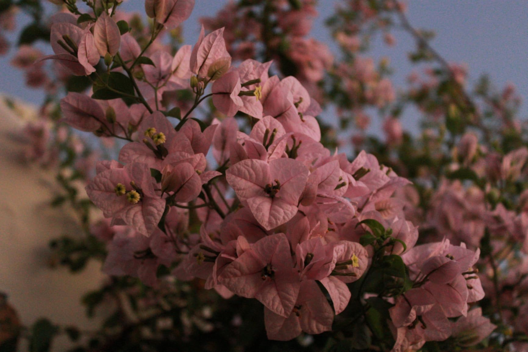 AF-S DX Nkr 18-200mm F/3.5-5.6G ED VR II Customer Review AF-S DX Nkr 18-200mm F/3.5-5.6G ED VR II - Customer Photo 2