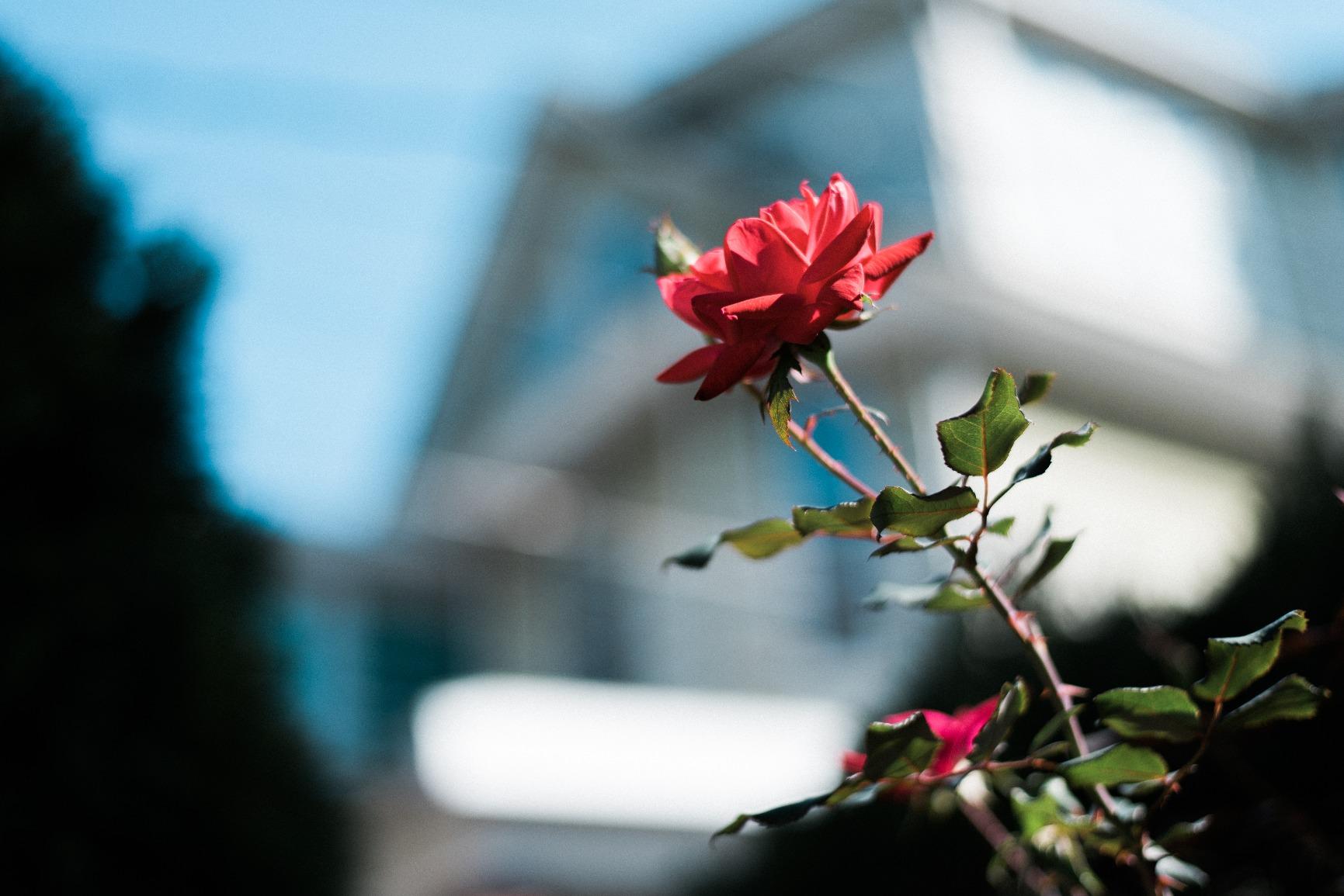 Nikon AF-S FX NIKKOR 50mm f/1.8G Lens with Auto Focus for Nikon DSLR Cameras - Customer Photo 3