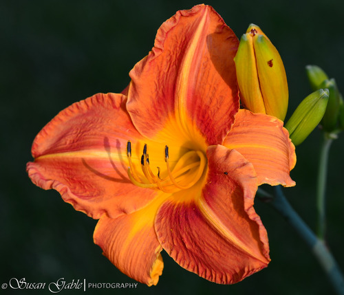 Nikon AF S NIKKOR 85mm f/1.8G Fixed Lens with Auto Focus for Nikon DSLR Cameras Customer Review Nikon AF S NIKKOR 85mm f/1.8G Fixed Lens with Auto Focus for Nikon DSLR Cameras - Customer Photo 1