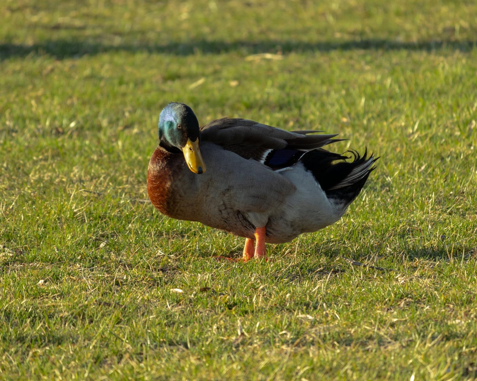 Canon EF-S 55-250mm F4-5.6 is STM Customer Review Canon EF-S 55-250mm F4-5.6 is STM - Customer Photo 2