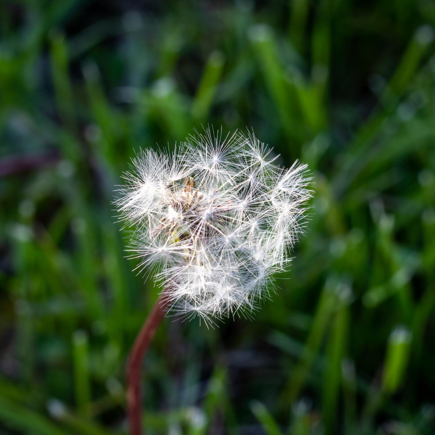 Canon EF 50mm f/1.8 STM Lens Customer Review Canon EF 50mm f/1.8 STM Lens - Customer Photo 2