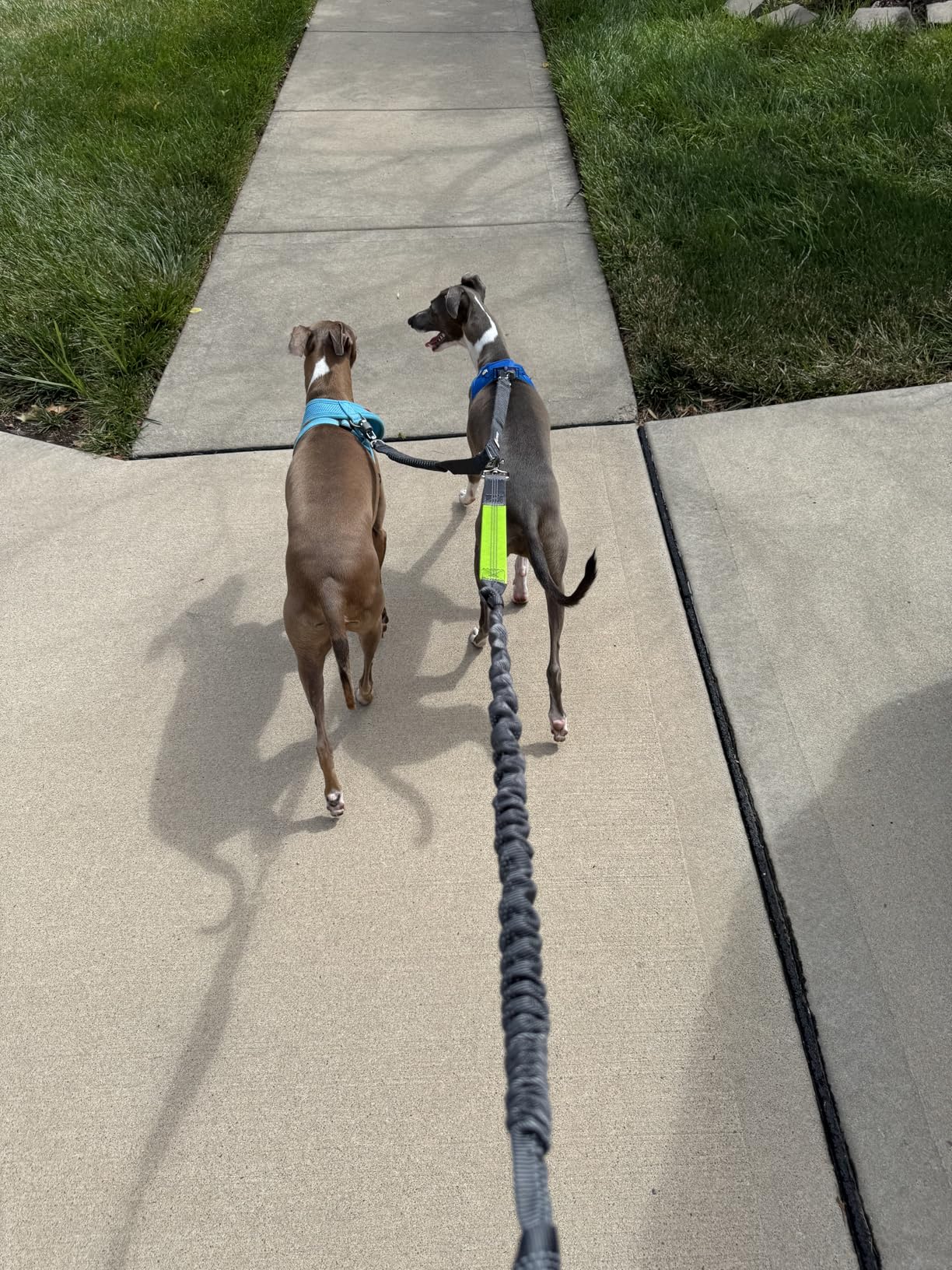 Tuff Mutt Hands Free Dog Leash for Walking Running Hiking, Waist Leash with Bungee, Adjustable Belt, Reflective Double Handle Design for Large Medium Dogs - Customer Photo 1