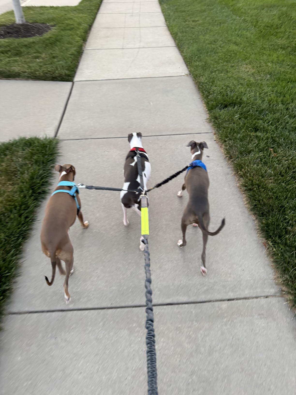 Tuff Mutt Hands Free Dog Leash for Walking Running Hiking, Waist Leash with Bungee, Adjustable Belt, Reflective Double Handle Design for Large Medium Dogs - Customer Photo 2