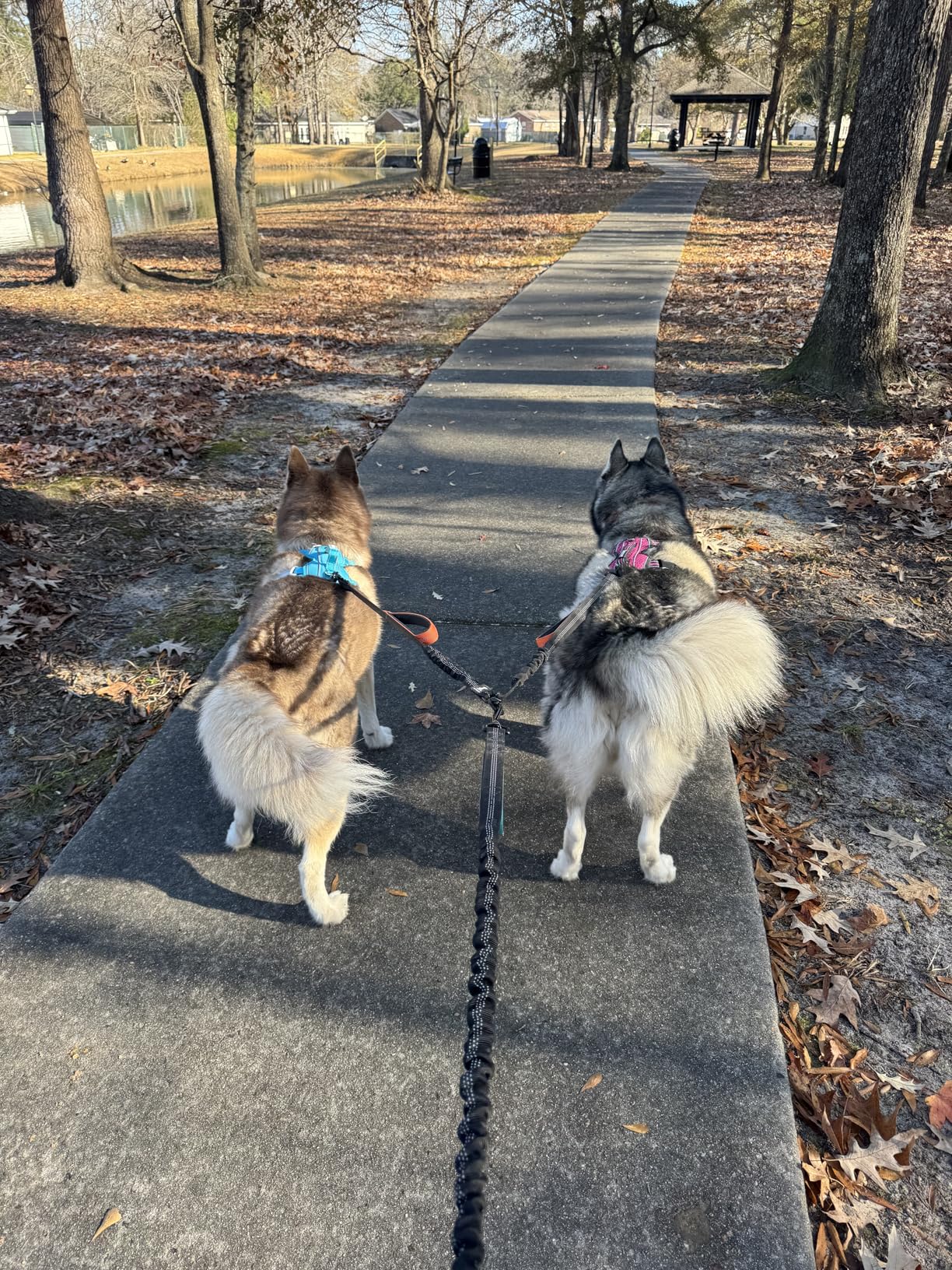 SparklyPets - Hands Free Dog Leash with Reflective Stitches - Waist Leash for Dog Walking, Hiking, Training, Jogging, Canicross, Running - for Medium & Large Breeds - Customer Photo 1