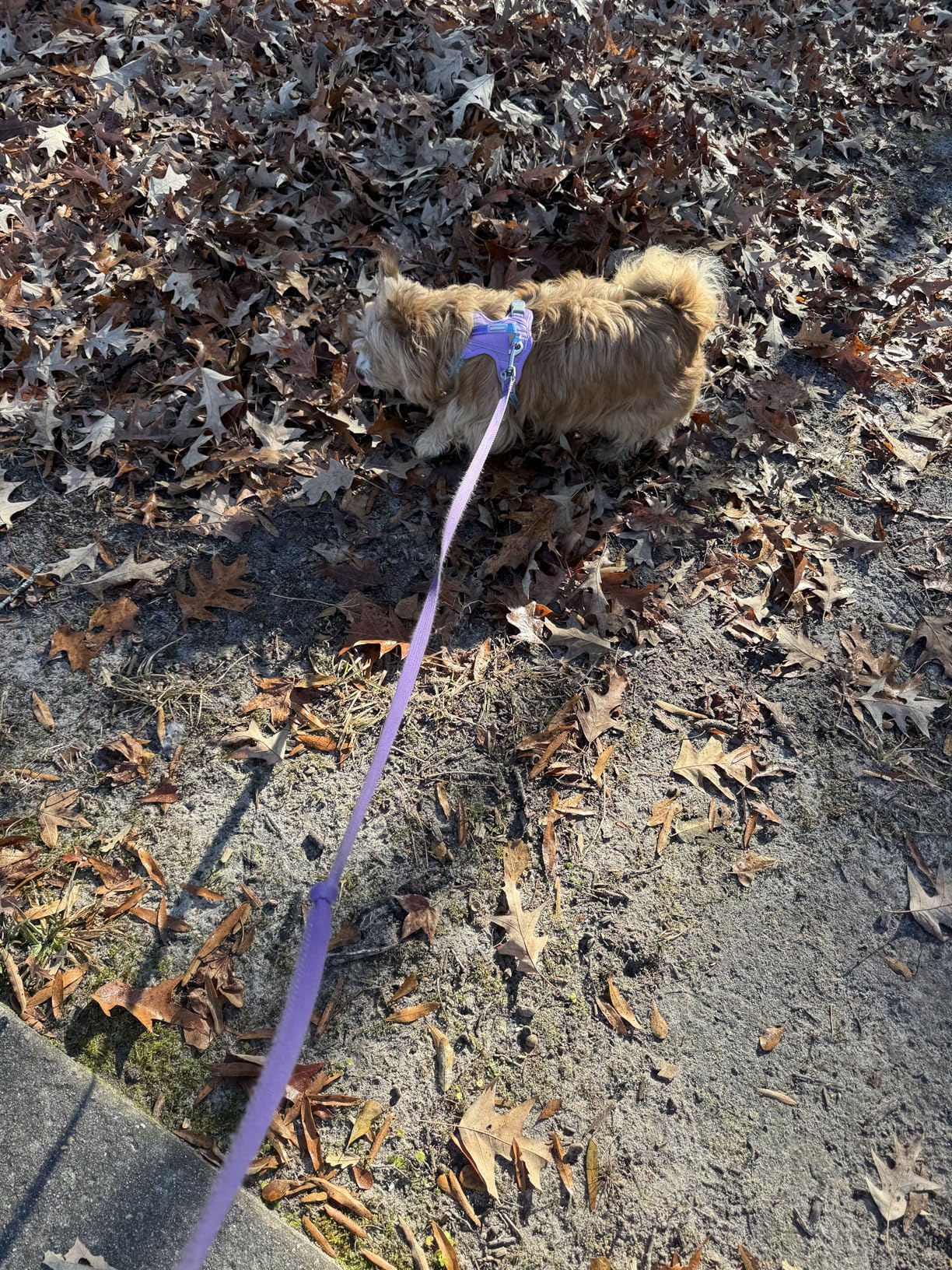 SparklyPets - Hands Free Dog Leash with Reflective Stitches - Waist Leash for Dog Walking, Hiking, Training, Jogging, Canicross, Running - for Medium & Large Breeds - Customer Photo 2