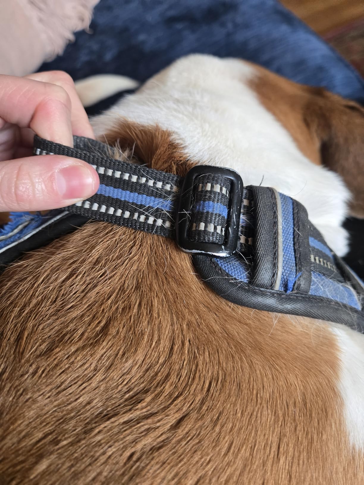 rabbitgoo Dog Harness No Pull with 2 Leash Clips, Adjustable Soft Padded, Reflective Oxford No Choke Pet Vest with Easy Control Handle for Large Dogs, Black, L - Customer Photo 2