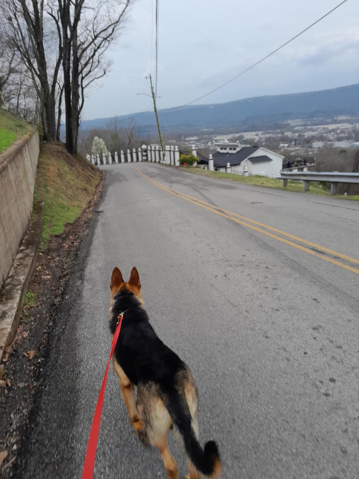 JIM HODGES DOG TRAINING Gummy Dog Leash, Biothane, Dog Training Leash, Made in The USA, 6 Feet, Various Sizes & Colors (5/8, Black) - Customer Photo 2