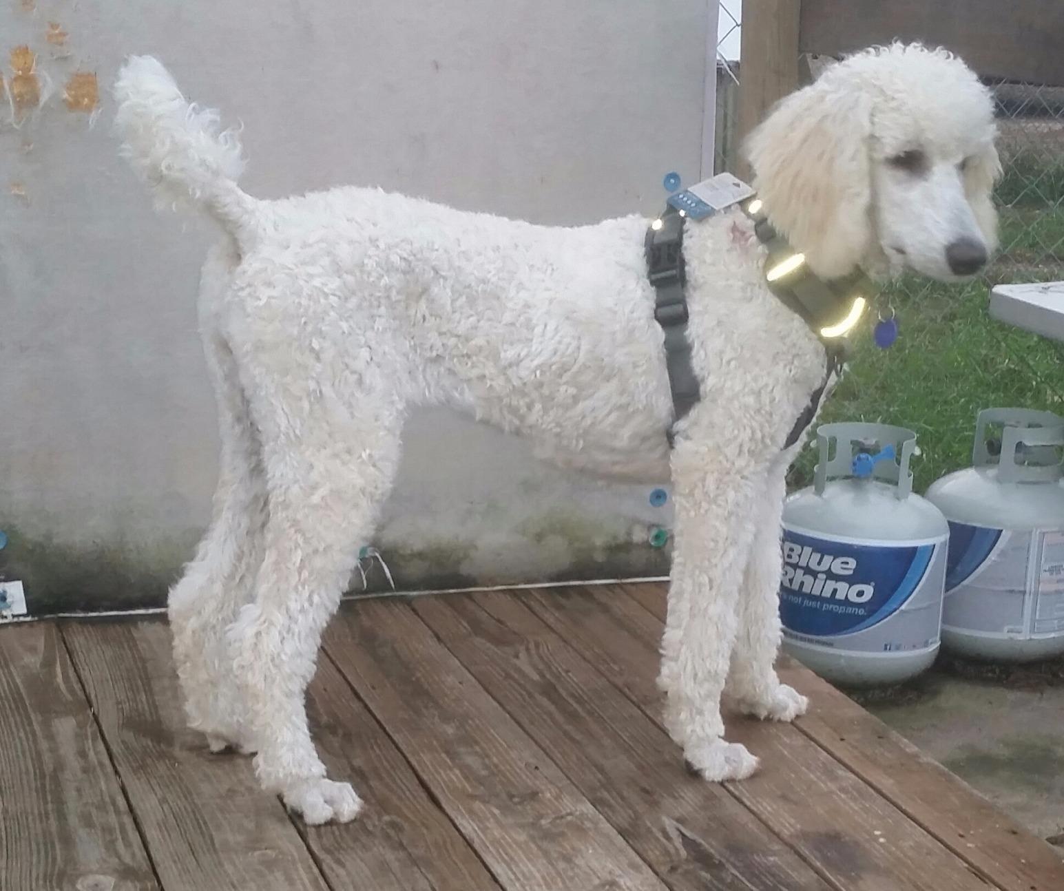 Embark Adventure Dog Harness, Reflective Trim No Pull Dog Harness for Large Dogs - Military Grade Nylon, Front Clip with Gel Lined Handle. - Customer Photo 4