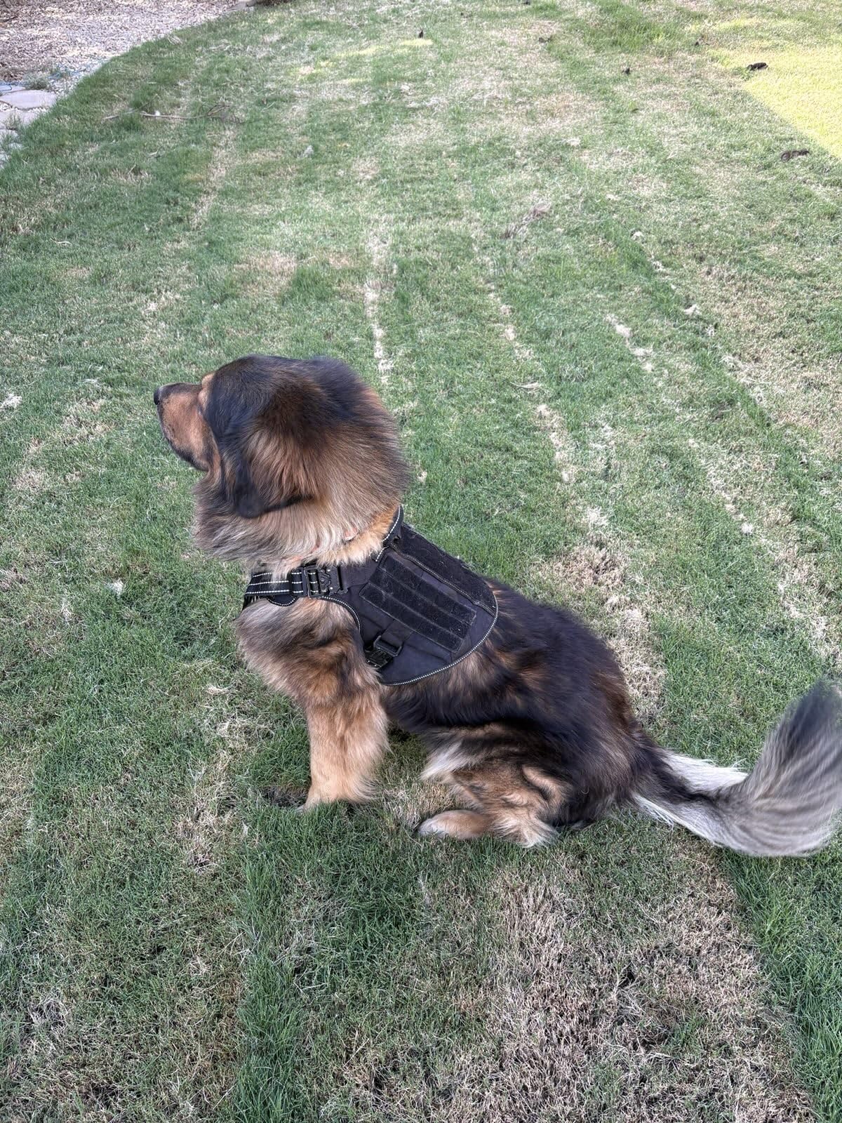 ICEFANG Tactical Dog Harness, Large Size,2X Metal Buckle,Working Dog MOLLE Vest with Handle,No Pulling Front Leash Clip,Hook and Loop Panel (Brown,L (Pack of 1)) - Customer Photo 2