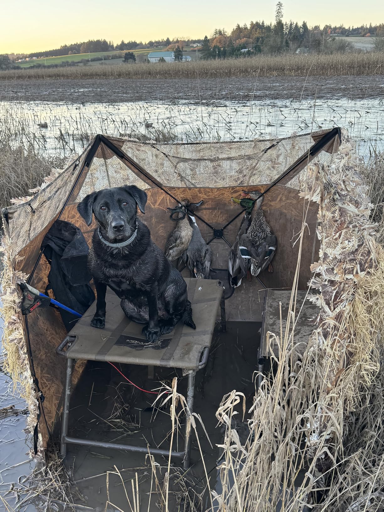 AUSCAMOTEK Pop Up Ground Blind for Deer Duck Turkey Hunting Portable Quick Setup Lightweight Green/Brown/Dry Grass Ground Peg Included - Customer Photo 1