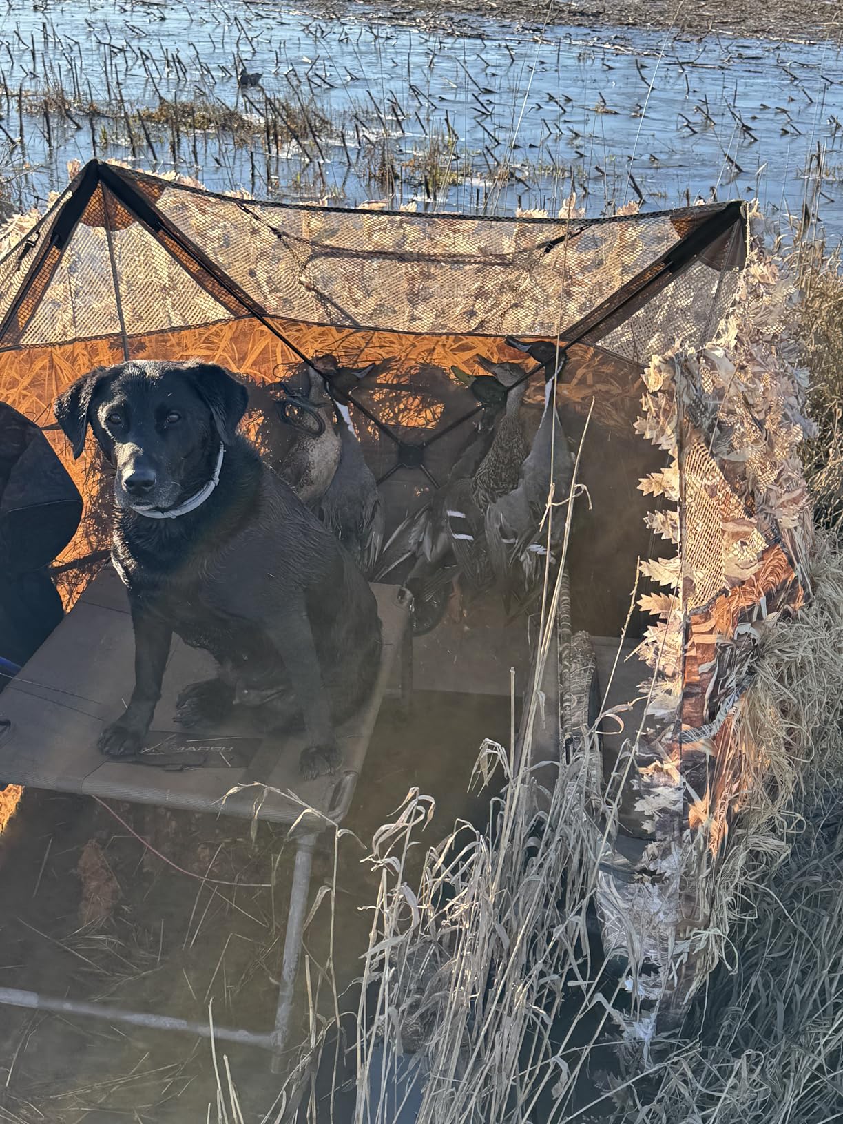AUSCAMOTEK Pop Up Ground Blind for Deer Duck Turkey Hunting Portable Quick Setup Lightweight Green/Brown/Dry Grass Ground Peg Included - Customer Photo 2