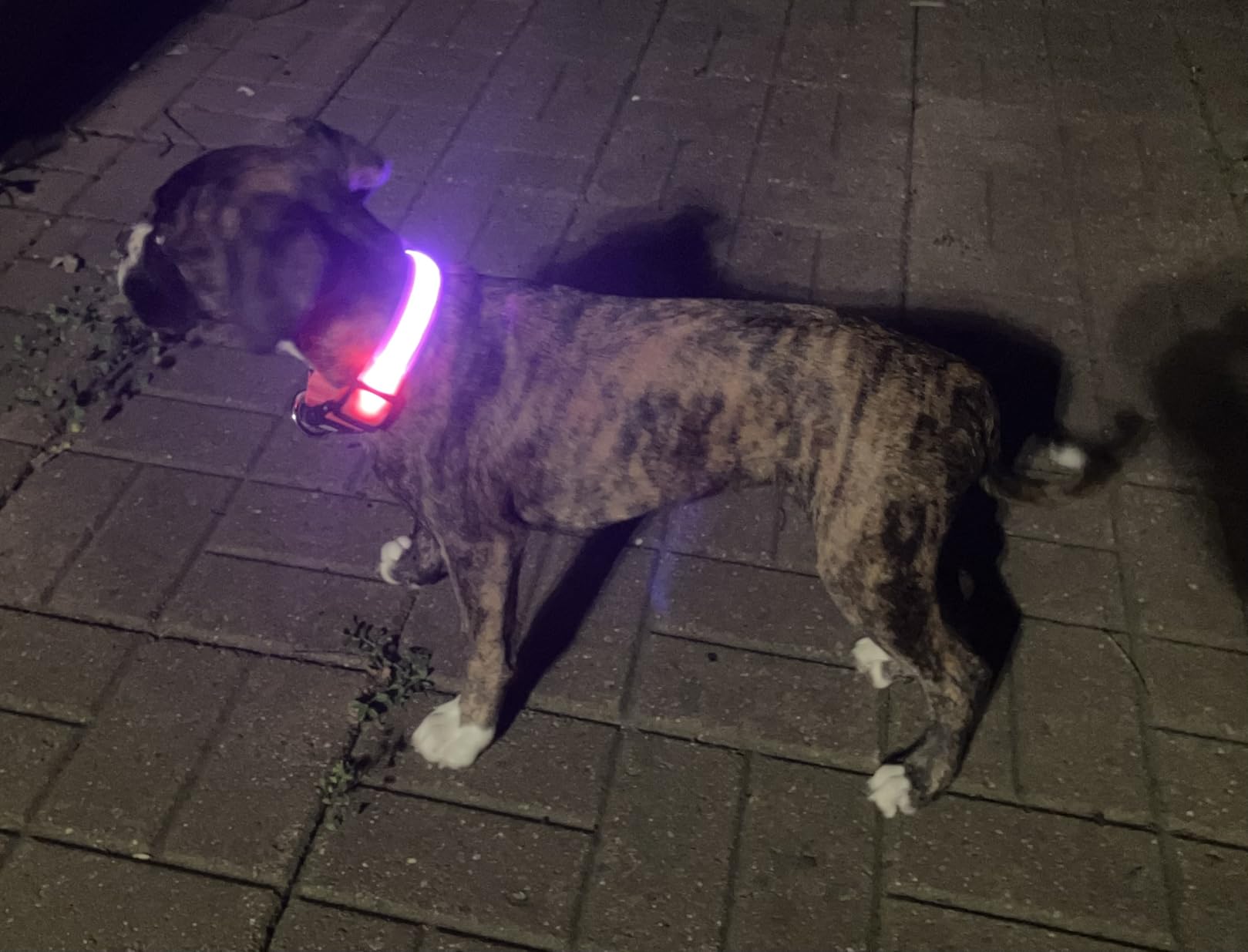 MASBRILL Light Up DogCollars-Rechargeable LED Dog Collar-Waterproof Night Walking Glowing Dog Collar for Small Medium Large Dogs - Customer Photo 2