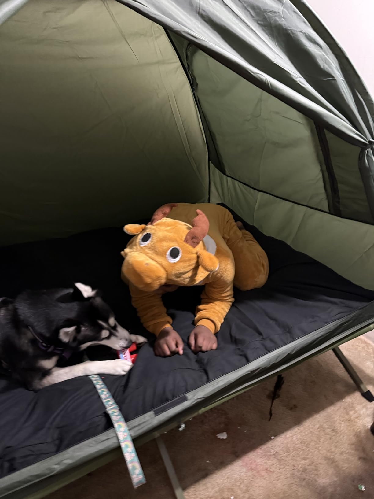 Outsunny 2-Person Tent Cot, 4-in-1 Elevated Camping Bed Combo with Air Mattress, Bed Cover, Foot Pump, Folding Off Ground Double Tent - Customer Photo 2