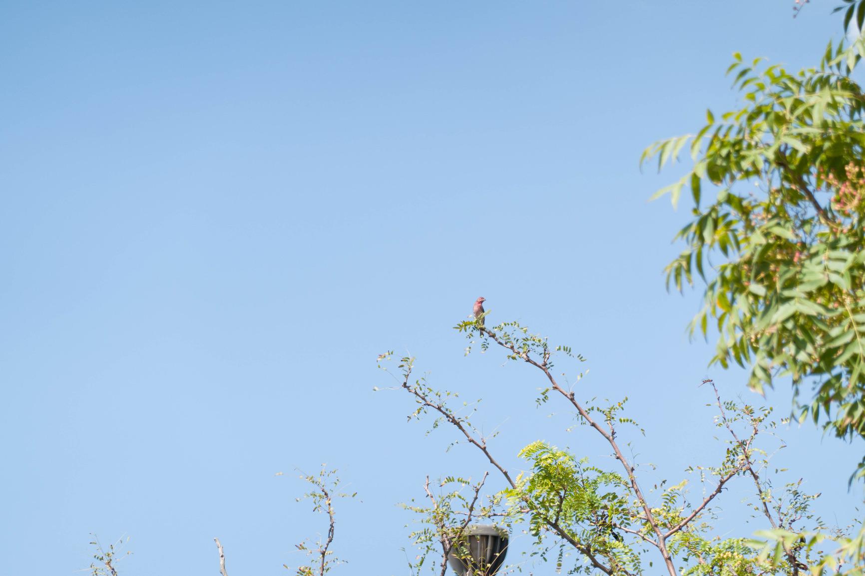 Sony RX100 VII Premium Compact Camera with 1.0-type stacked CMOS sensor (DSCRX100M7) - Customer Photo 1