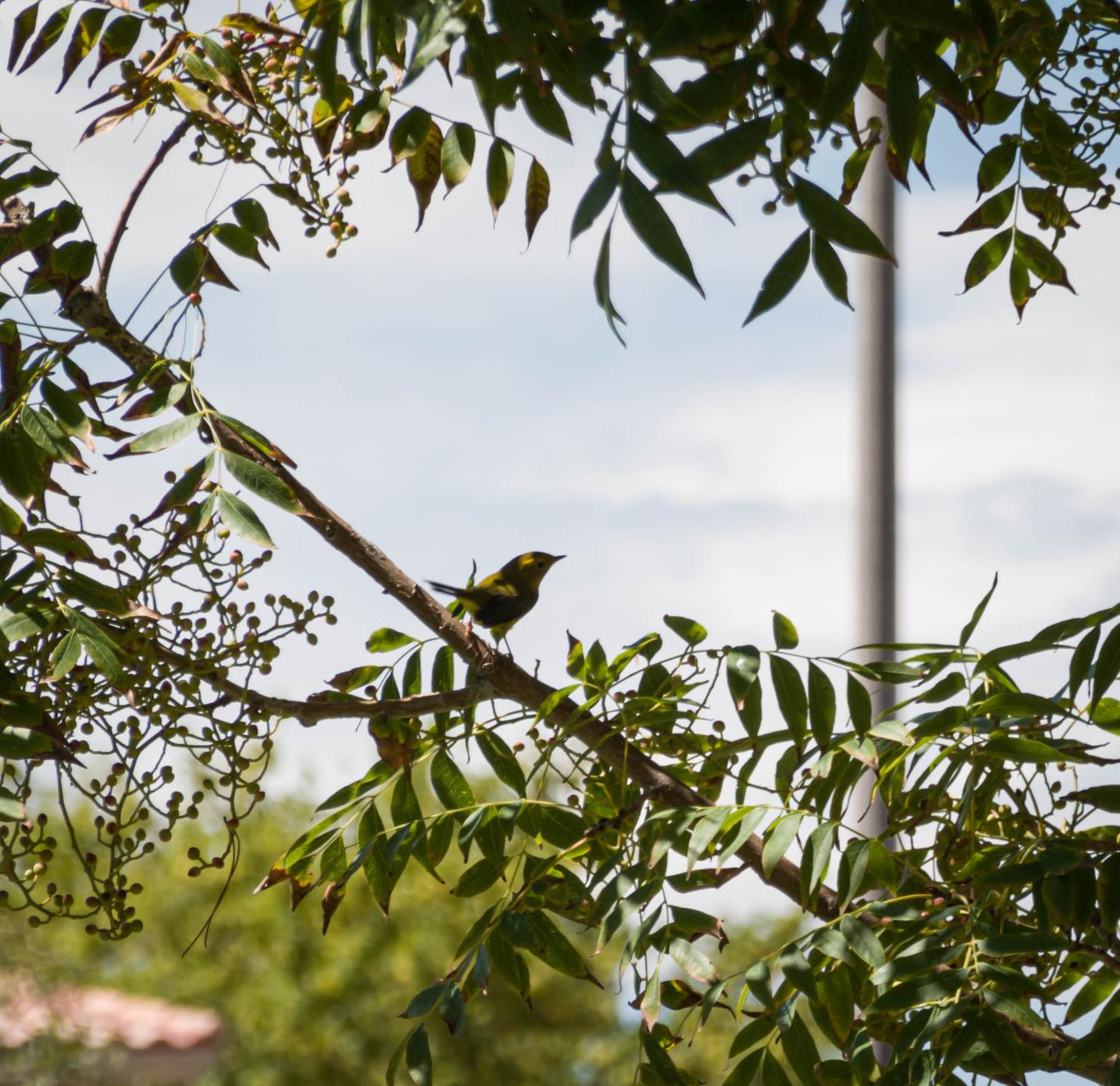 Sony RX100 VII Premium Compact Camera with 1.0-type stacked CMOS sensor (DSCRX100M7) - Customer Photo 2