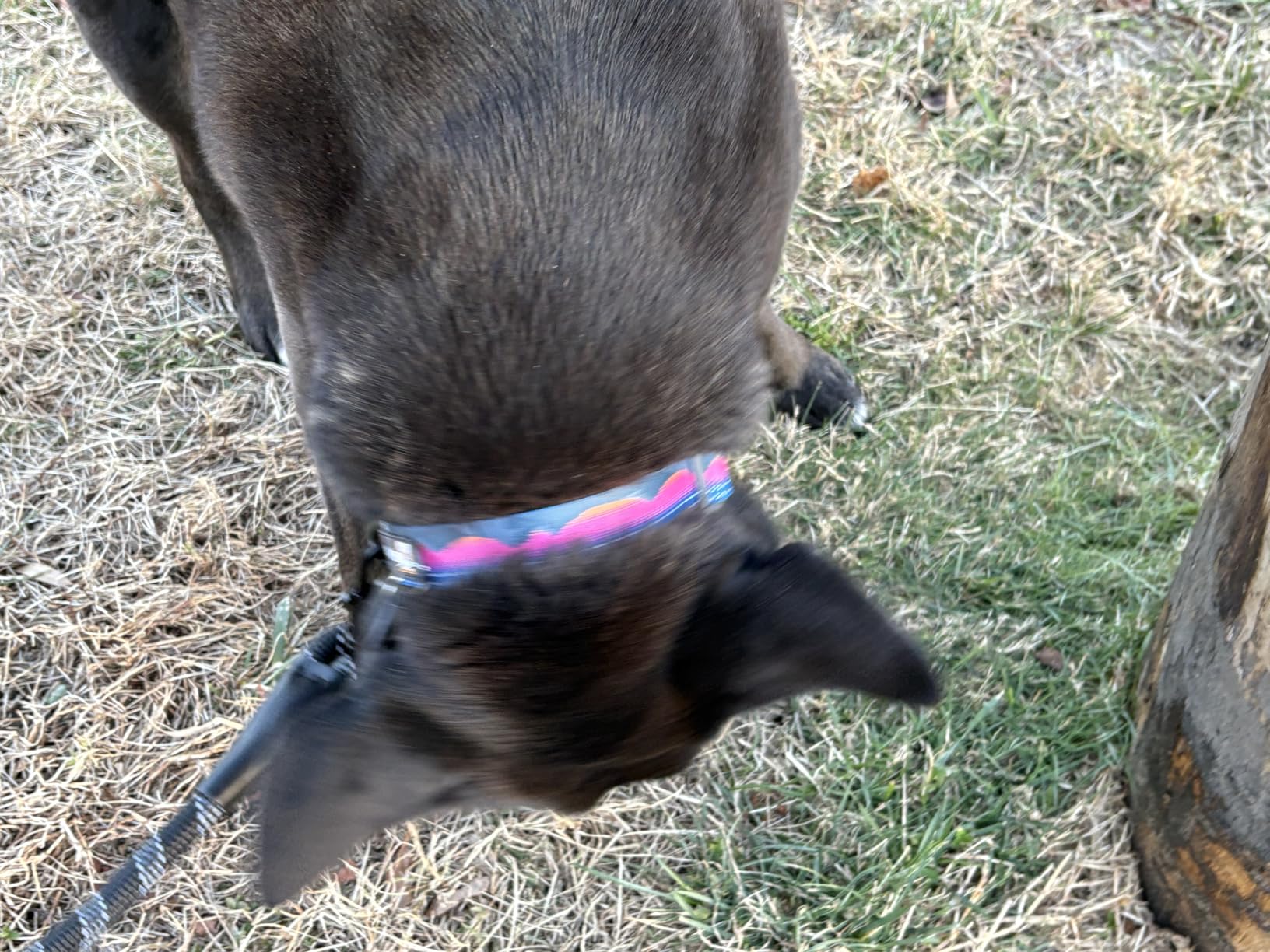 Ruffwear Crag Dog Collar, Stylish Adventure Collar with Premium Reflective Design, Quick Release Buckle, Lightweight All-Day Comfort, Sunset, 20