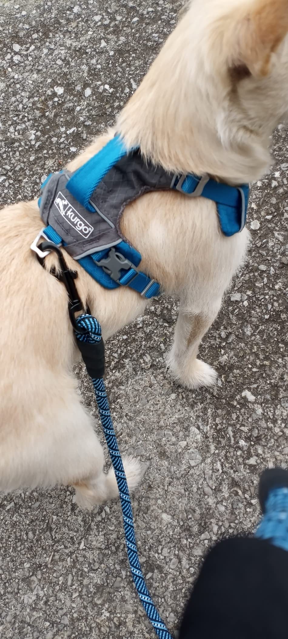 Kurgo Journey Air Dog Harness - Secure Fit for Active Dogs - Padded Chest - Lightweight Ripstop Fabric - Breathable Mesh - Reflective Trim - Back Assist Handle - Coral - Large - Customer Photo 1