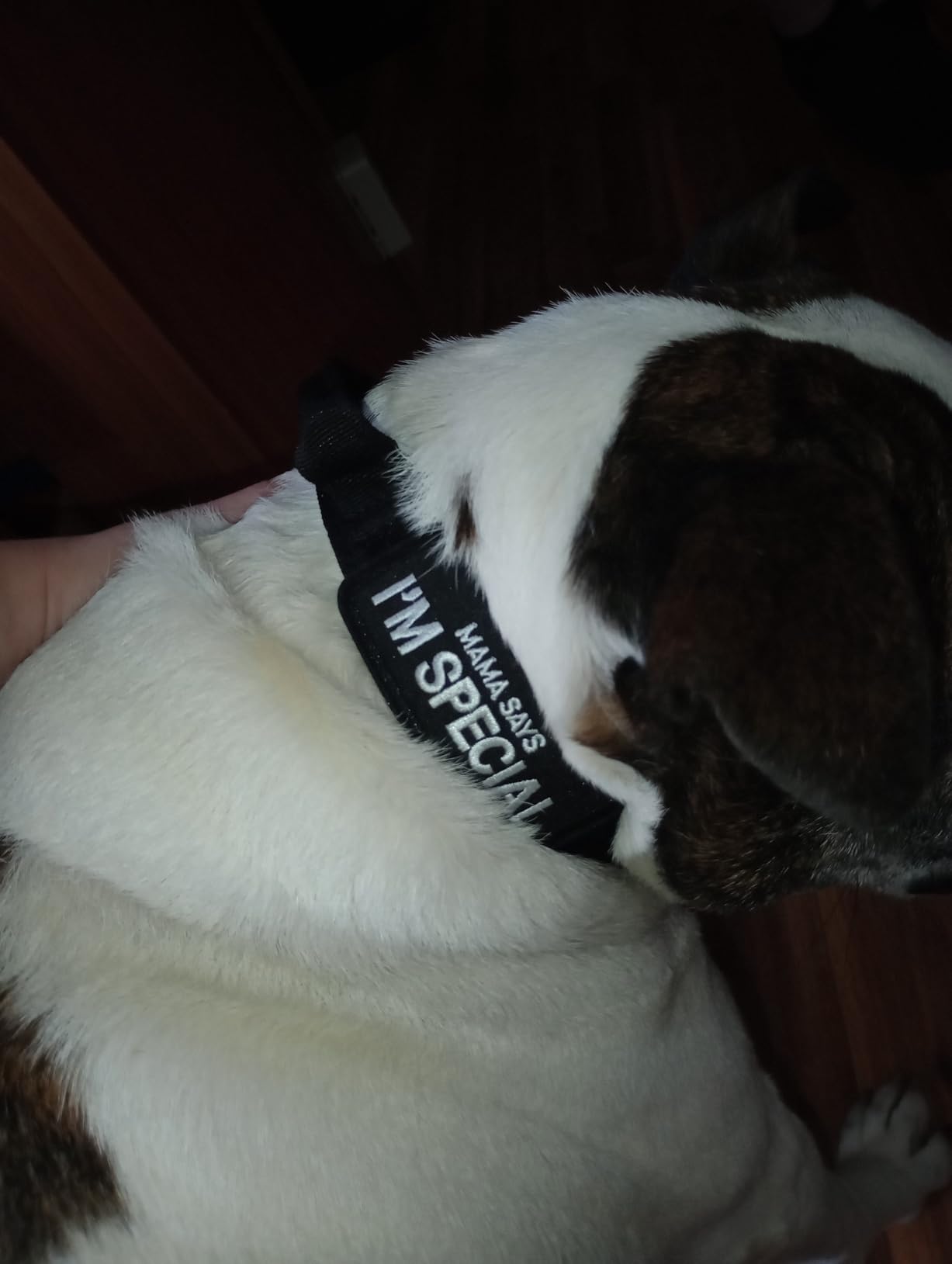 DAGANXI Tactical Dog Collar, Adjustable Military Training Nylon Dog Collar with Control Handle and Heavy Metal Buckle for Medium and Large Dogs, with Patches and Airtags Case (L, Black) - Customer Photo 2