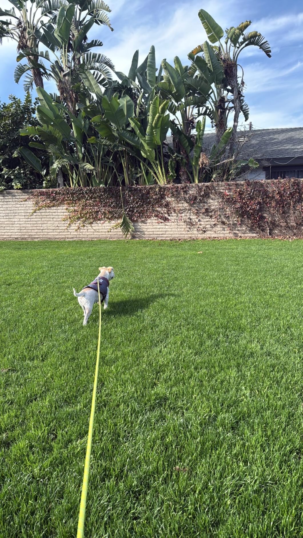 Ruffwear, Hitch Hiker Dog Leash, Adjustable Leash & Hitching System for Camping & Hiking, Aurora Teal - Customer Photo 1