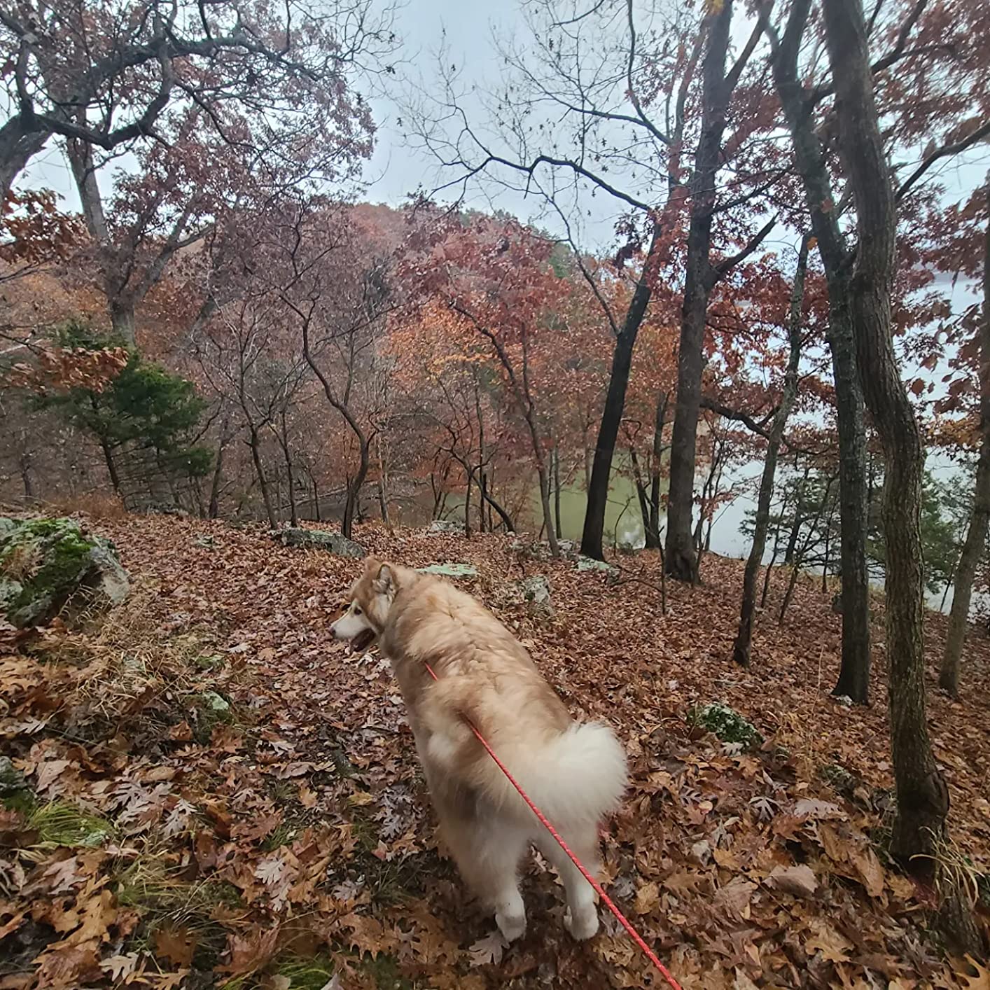 Ruffwear, Hitch Hiker Dog Leash, Adjustable Leash & Hitching System for Camping & Hiking, Aurora Teal - Customer Photo 2