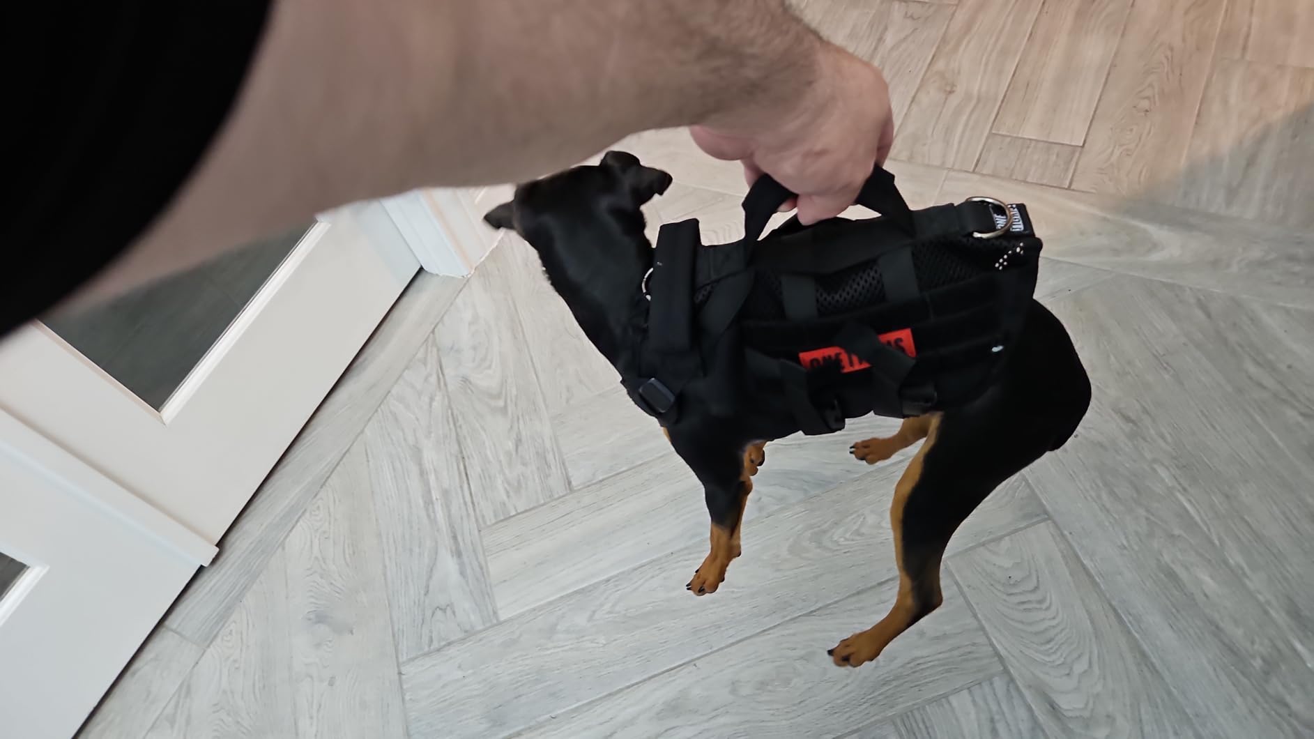 OneTigris No Pull Tactical Dog Harness for Medium Dog, Aire Mesh Dog Vest Harness, Breathable Military Molle Vests with Handles, Service Dog Vest for Walking Hiking Training (M, Brown) - Customer Photo 4