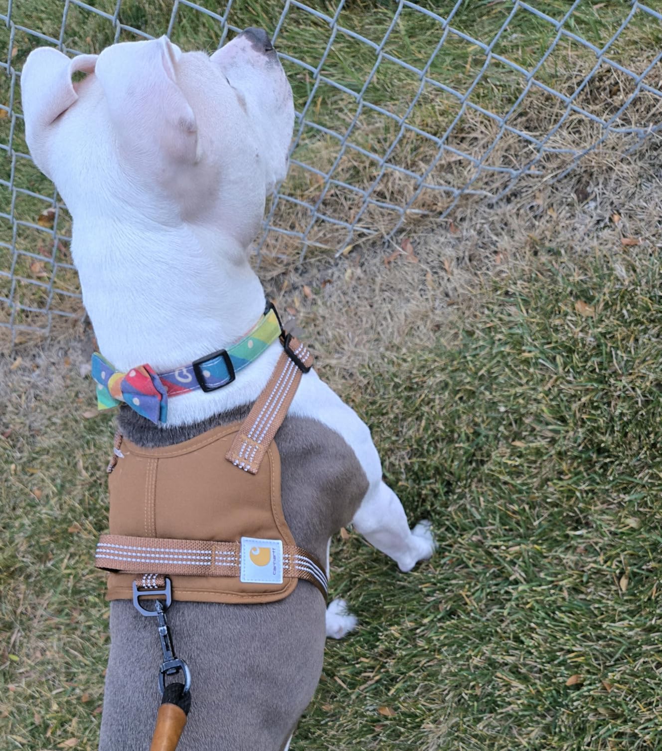 Carhartt Nylon Duck No Pull Dog Harness, Fully Adjustable Dog Harness with Quick Control Handle and Reflective Accents, Carhartt Brown, Large - Customer Photo 4