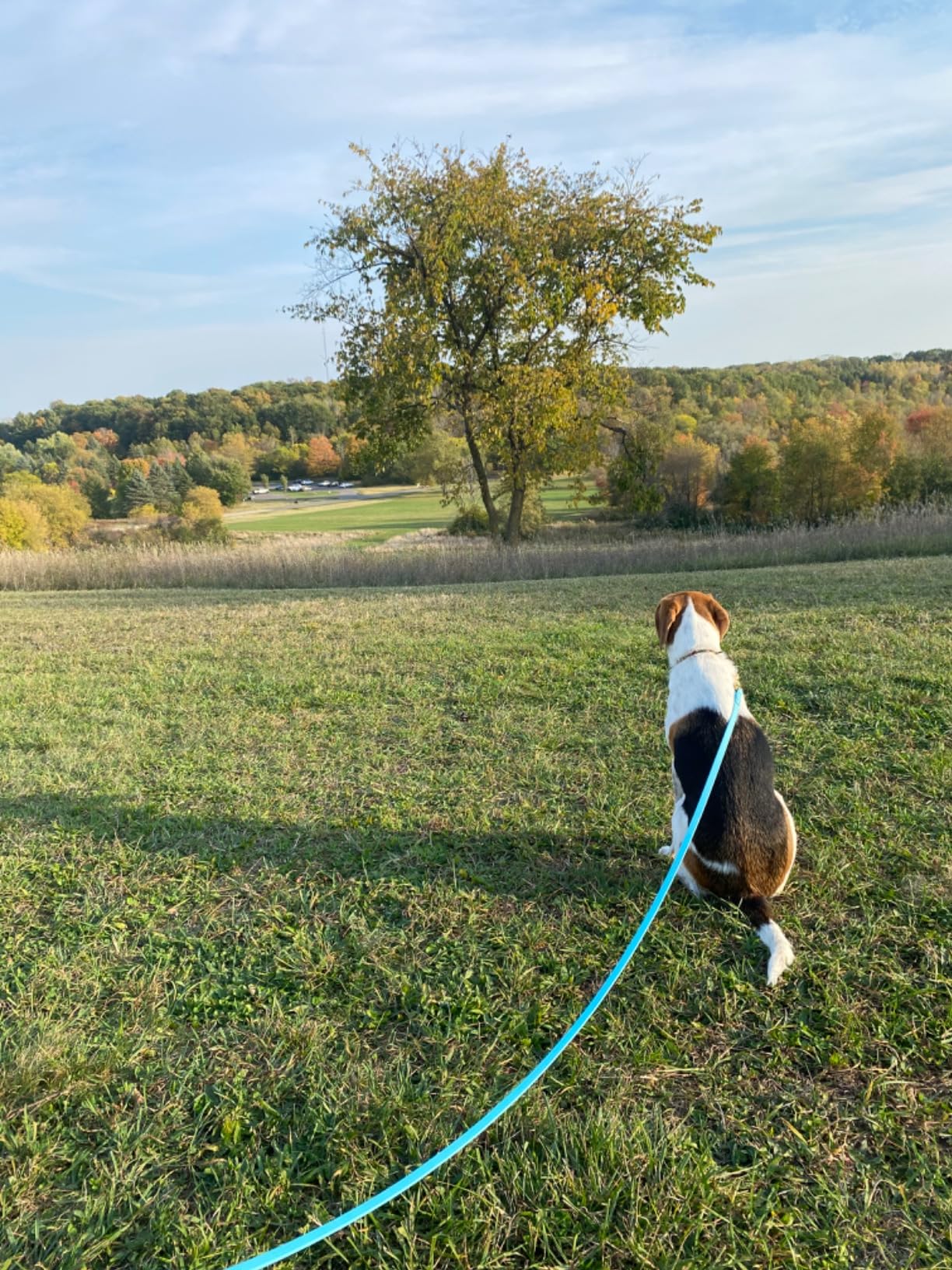 Viper Biothane K9 Working Dog Leash Waterproof Lead for Tracking Training Schutzhund Odor-Proof Long Line with Solid Brass Snap for Puppy Medium and Large Dogs, 15ft Coral - Customer Photo 2