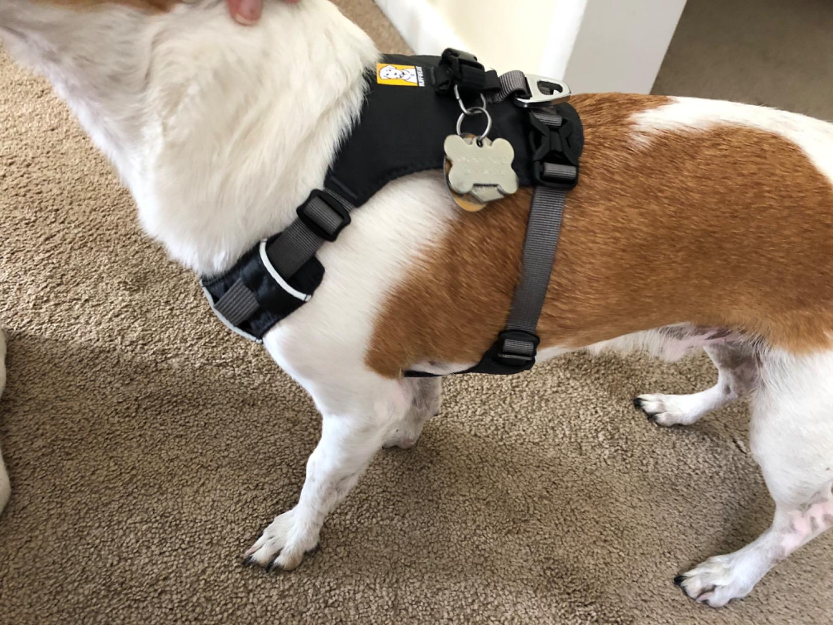 Ruffwear Hi & Light, Everyday Lightweight Dog Harness, Trail Running, Walking, Hiking, All-Day Wear, Basalt Gray, Medium - Customer Photo 5