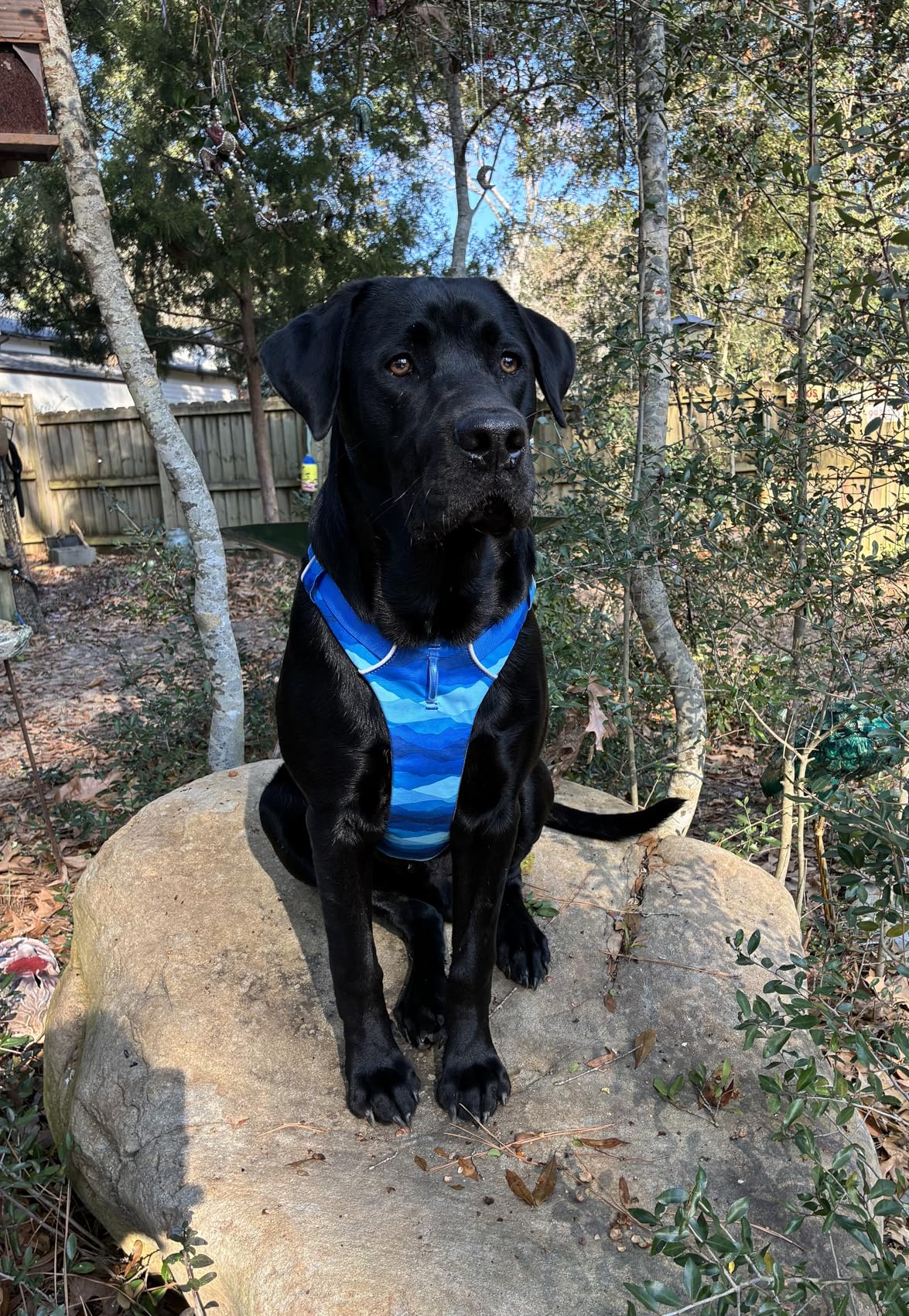 Ruffwear Front Range Dog Harness, Reflective Soft Padded Everyday Harness with Dual Leash Clips, Adjustable and Lightweight Fit for Training or Walking for All Dogs, Moonlight Mountains, Medium - Customer Photo 3