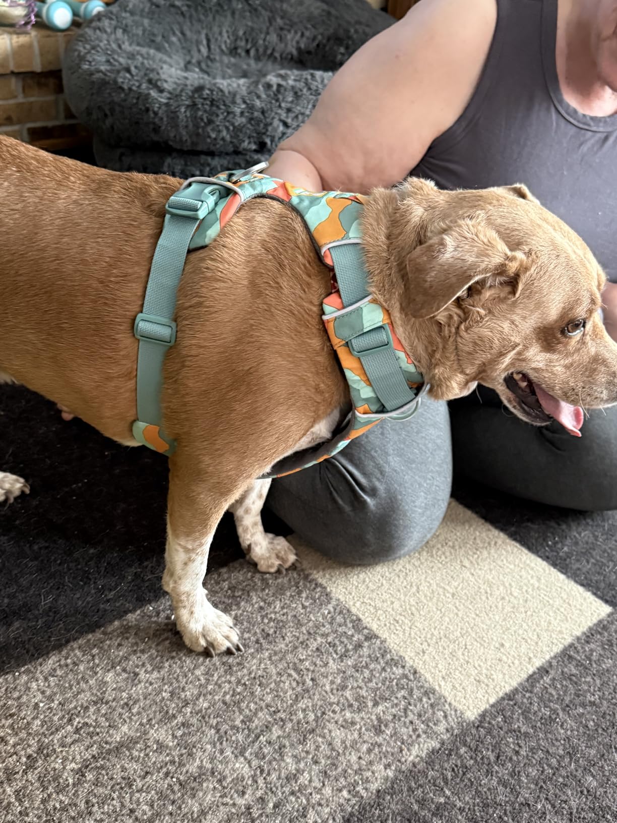 Ruffwear, Front Range Dog Harness, Reflective Soft Padded Everyday Harness with Dual Leash Clips, Adjustable and Lightweight Fit for Training or Walking for All Dogs, Basalt Gray, Medium - Customer Photo 2