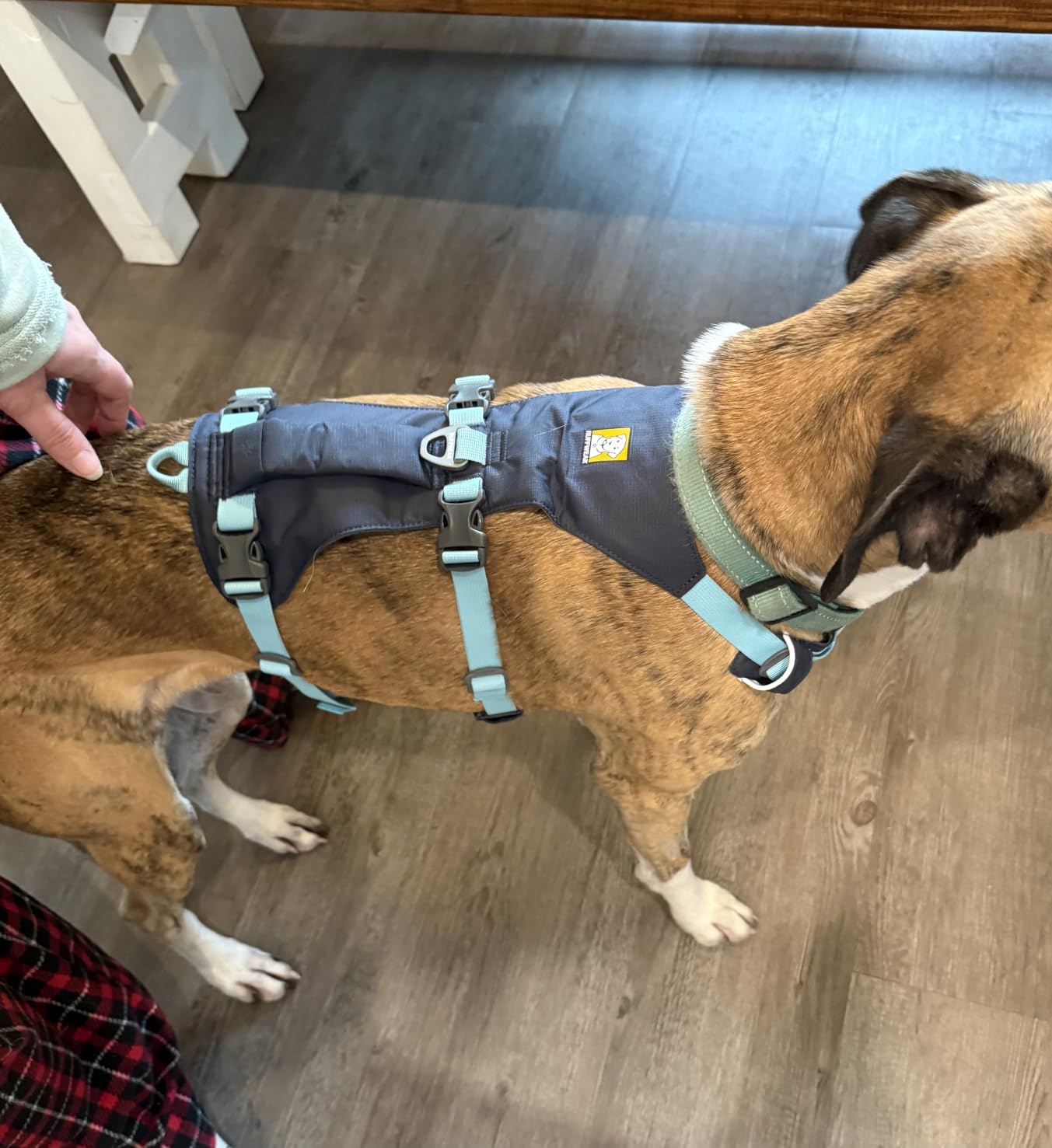 Ruffwear Flagline Dog Harness, Lightweight and Reflective, No Pull Dog Lift Harness for Hiking, Running and Everyday Use, Basalt Gray, Large/X-Large - Customer Photo 2