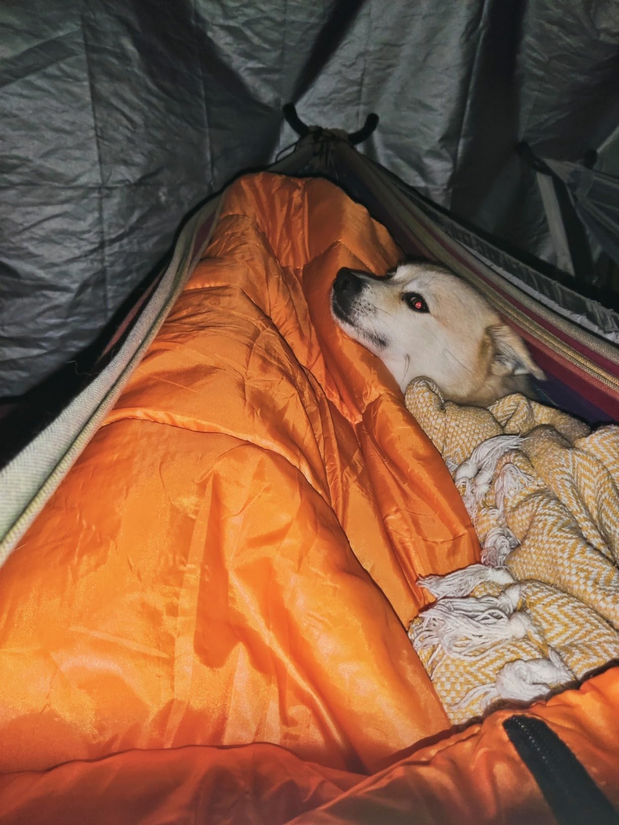 Sea to Summit Reactor Insulated Sleeping Bag Liner Customer Review Sea to Summit Reactor Insulated Sleeping Bag Liner - Customer Photo 2
