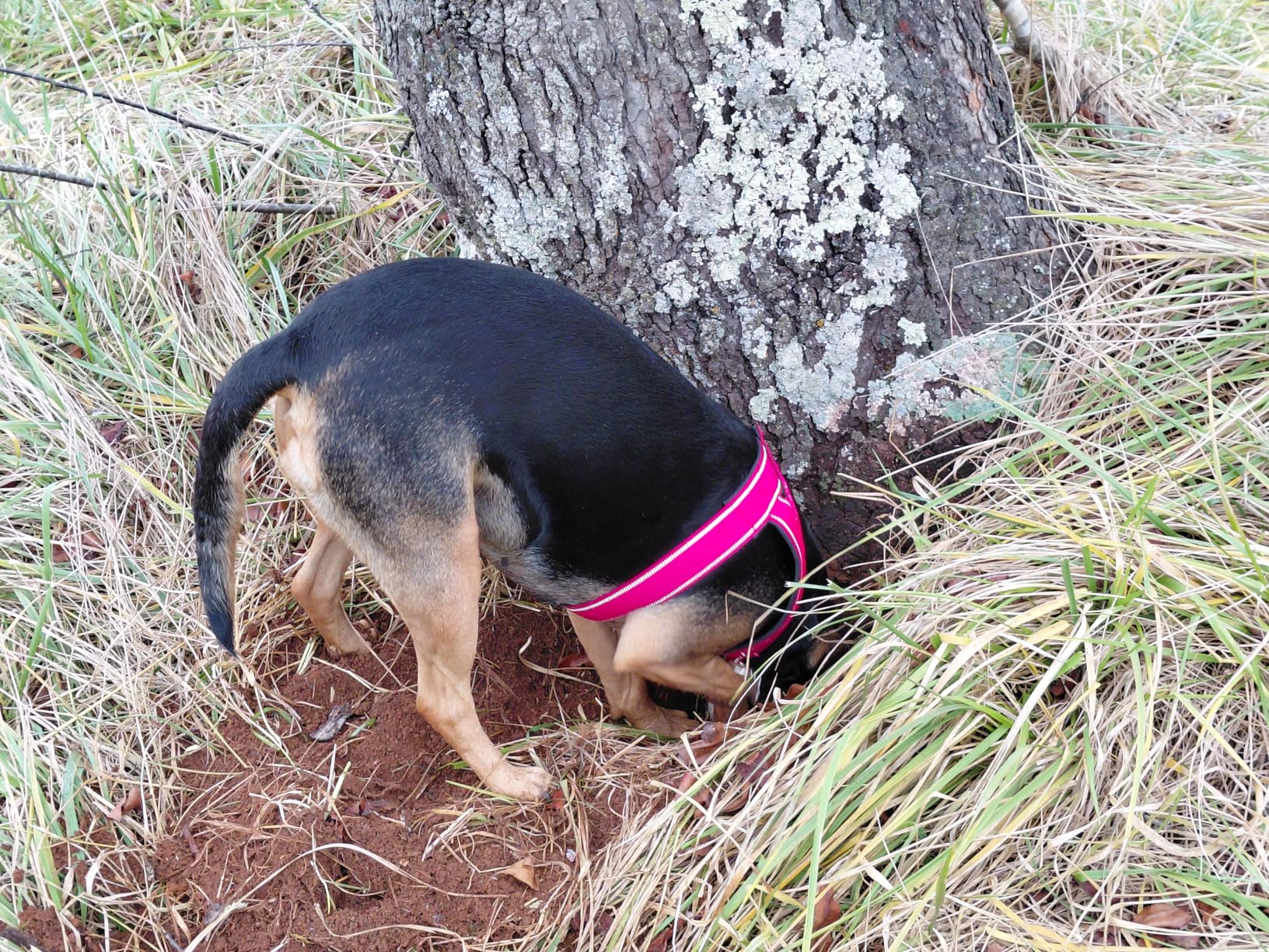 Tractive Smart Dog GPS Tracker | Live Pet Tracker with Virtual Fence | Vital Signs Monitoring of Heart & Respiratory Rate | Bark Monitoring | Dog Collar Attachment (Black) - Customer Photo 1