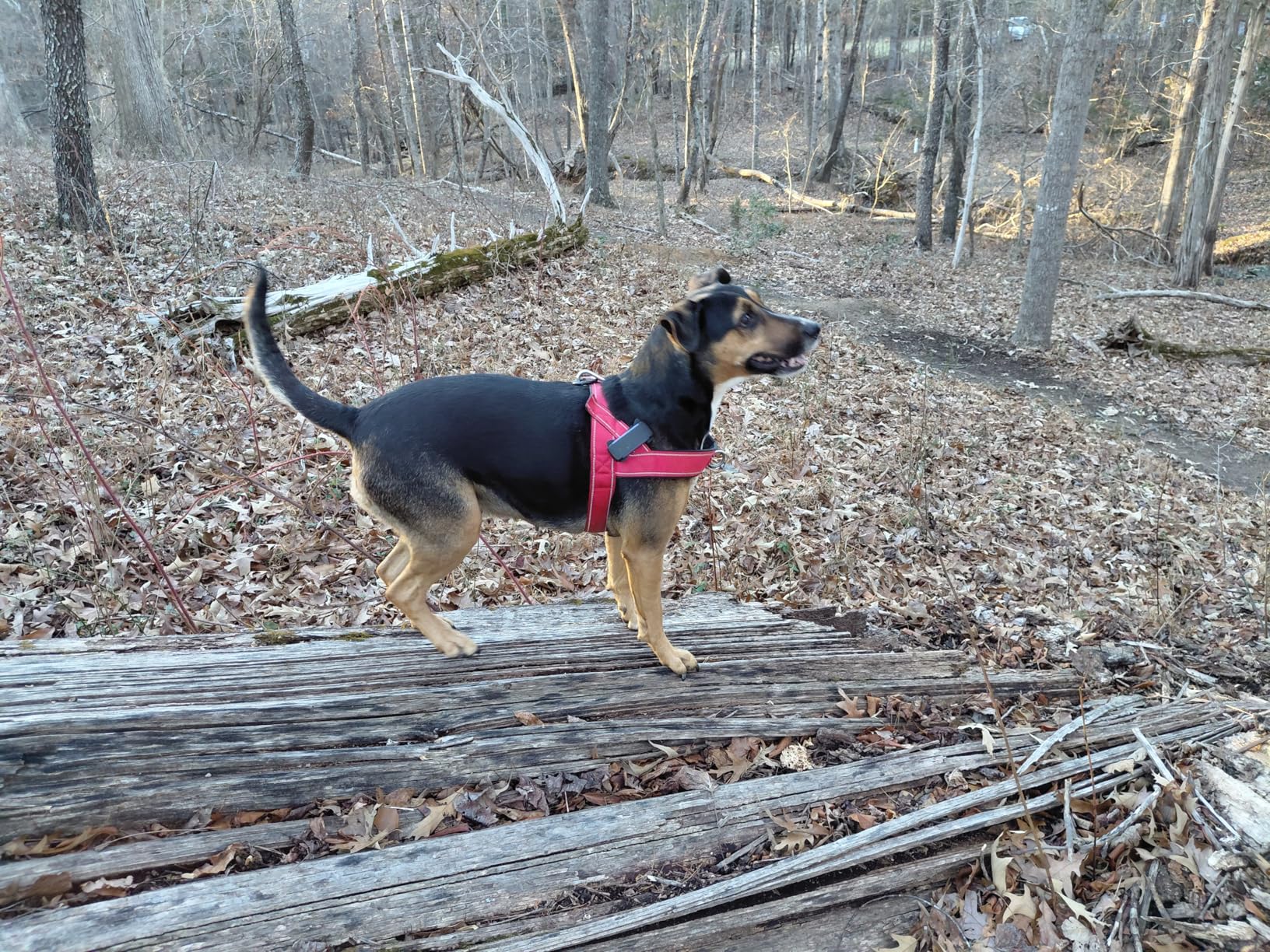 Tractive Smart Dog GPS Tracker | Live Pet Tracker with Virtual Fence | Vital Signs Monitoring of Heart & Respiratory Rate | Bark Monitoring | Dog Collar Attachment (Black) - Customer Photo 2