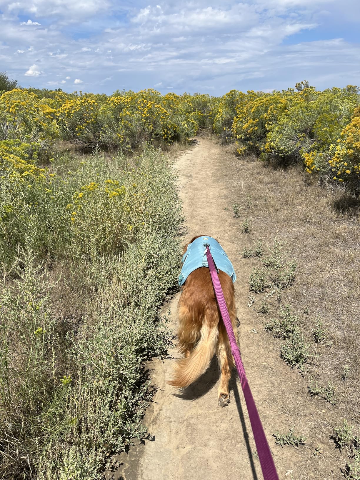 Ruffwear Web Master, Multi-Use Support Dog Harness, Hiking and Trail Running, Service and Working, Everyday Wear, Red Canyon, Medium - Customer Photo 5