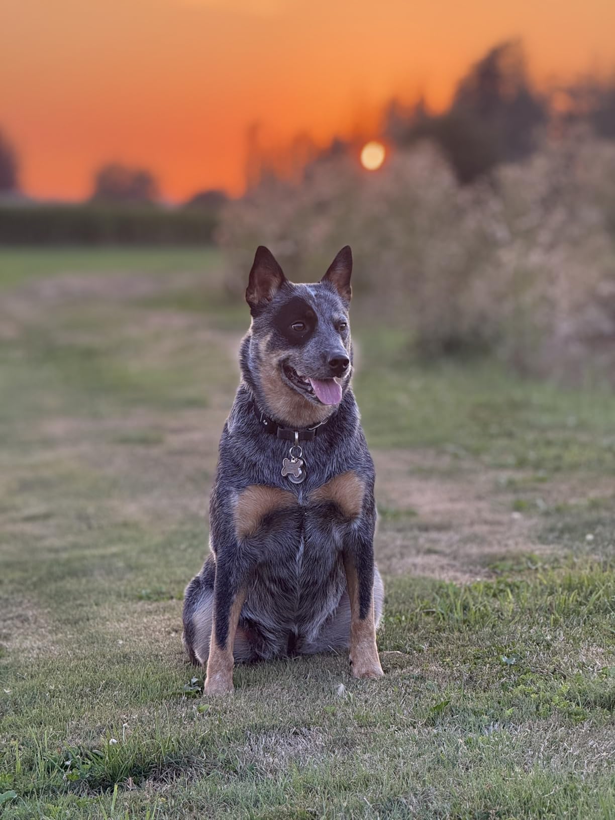 New Fi Series 3+ Smart Dog Tracker Collar [6 Month Membership Included] GPS Tracker for Dogs with Health & Behavior Monitoring, Escape Alerts, Waterproof, LED, Apple Watch Compatible (Blue, Large) - Customer Photo 1