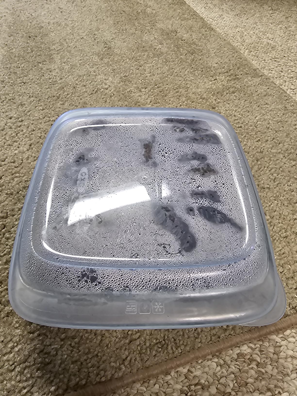 OXO Good Grips Freezer-to-Oven Safe 3 Qt Glass Baking Dish with Lid, 9 x 13 Customer Review OXO Good Grips Freezer-to-Oven Safe 3 Qt Glass Baking Dish with Lid, 9 x 13 - Customer Photo 1